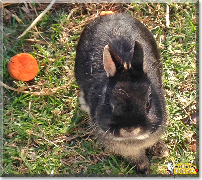 Onyx the Netherland Dwarf Rabbit, the Pet of the Day
