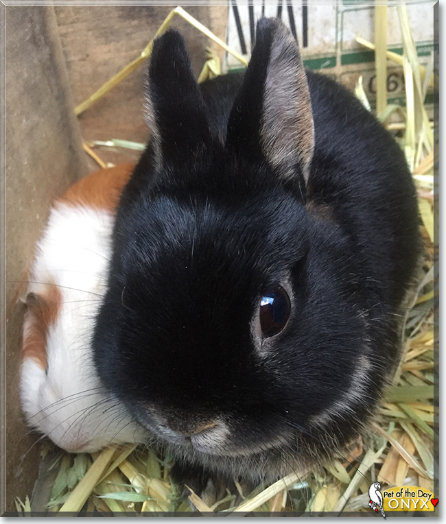 Onyx the Netherland Dwarf Rabbit, the Pet of the Day