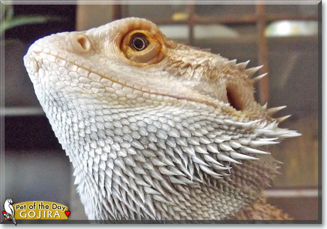 Gojira the Bearded Dragon, the Pet of the Day