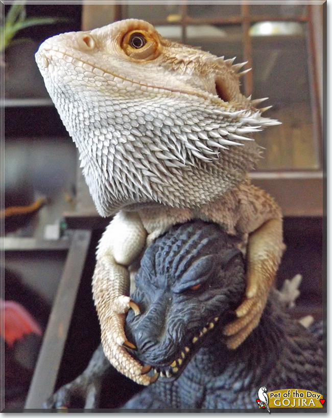 Gojira the Bearded Dragon, the Pet of the Day