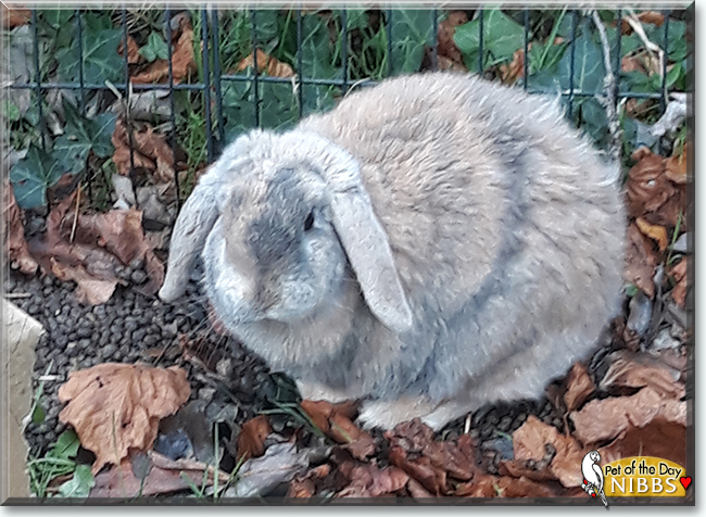 Nibbs the Dwarf Lop Rabbit, the Pet of the Day