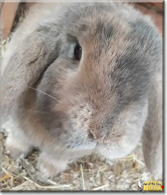 Nibbs the Dwarf Lop Rabbit, the Pet of the Day