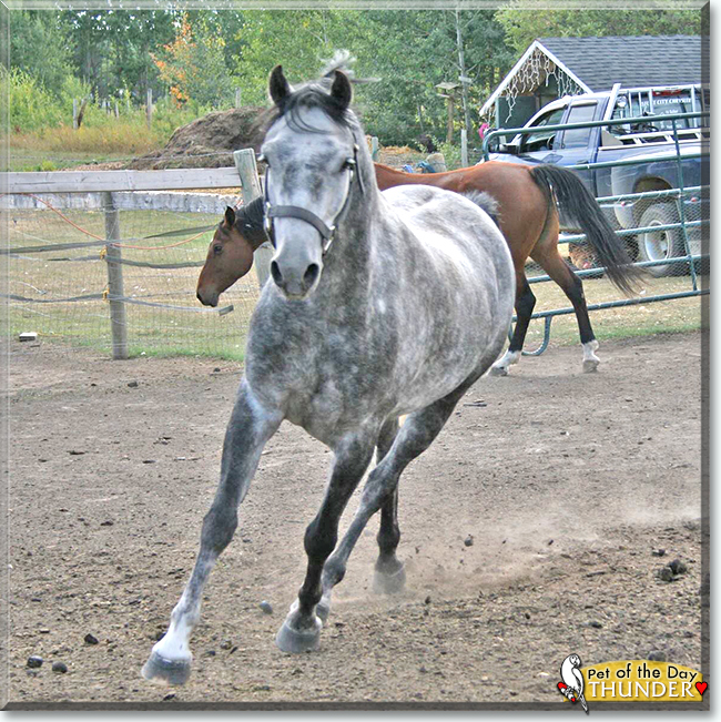 Thunder the Welsh Mountain Pony, the Pet of the Day