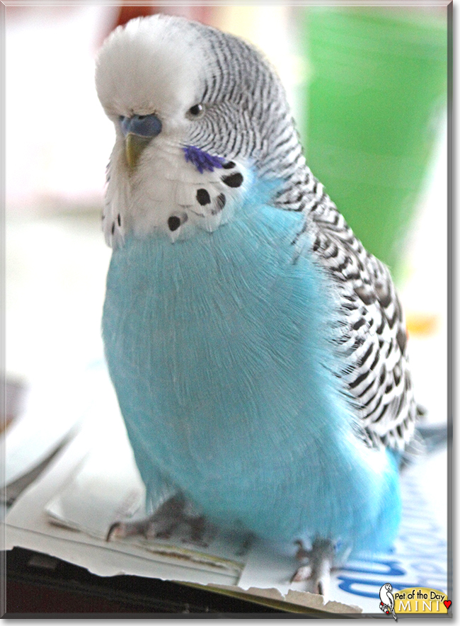 Mini the Budgerigar, the Pet of the Day