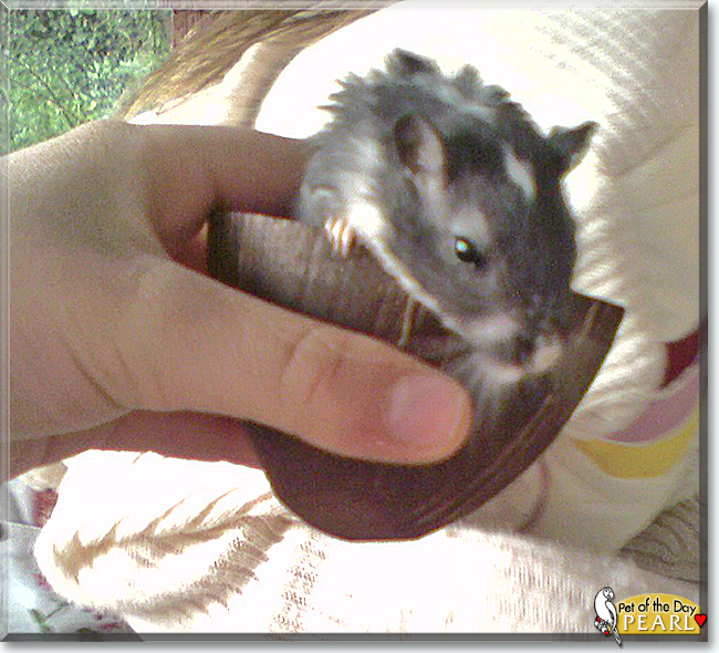 Pearl the Gerbil, the Pet of the Day