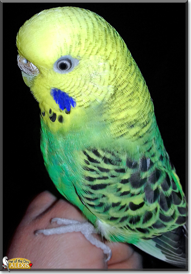 Alexis the Budgerigar, the Pet of the Day