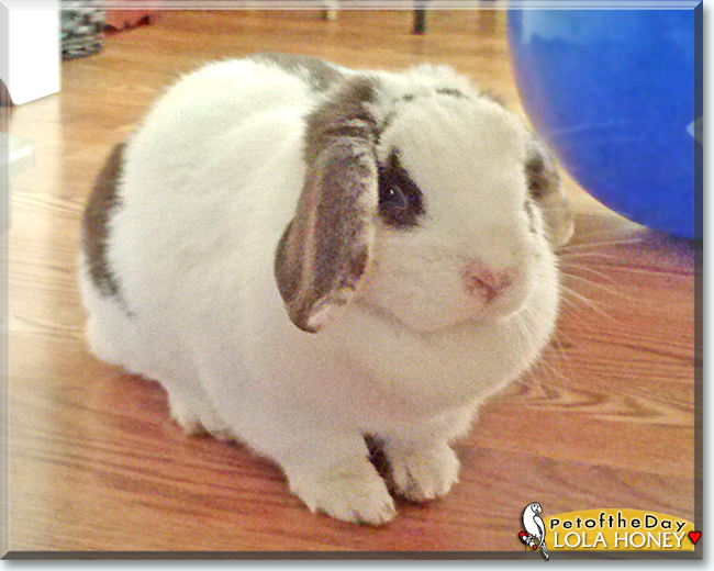 Lola the Miniature Holland Lop Rabbit, the Pet of the Day