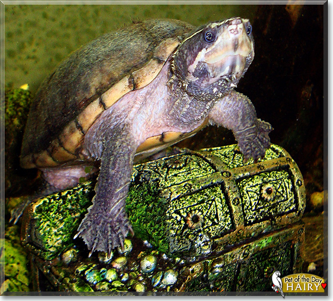 Hairy the Musk Turtle, the Pet of the Day