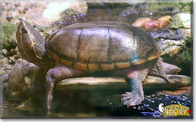 Hairy the Musk Turtle, the Pet of the Day