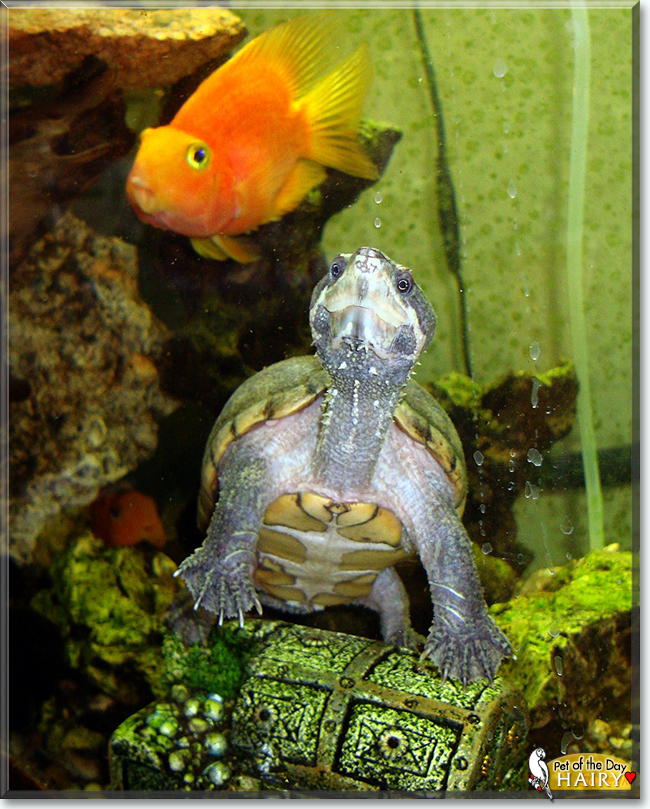 Hairy the Musk Turtle, the Pet of the Day
