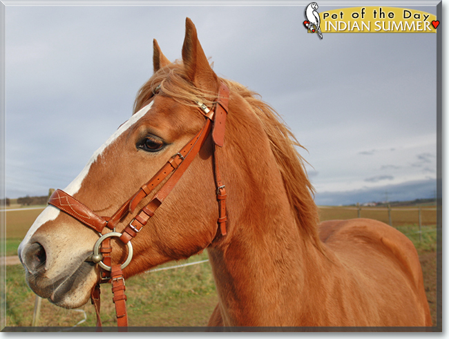 Indian Summer the Quarter Horse, the Pet of the Day