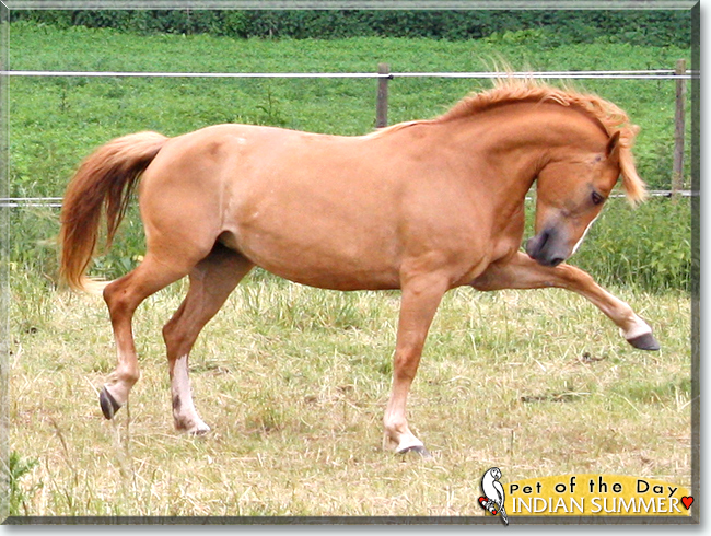 Indian Summer the Quarter Horse, the Pet of the Day