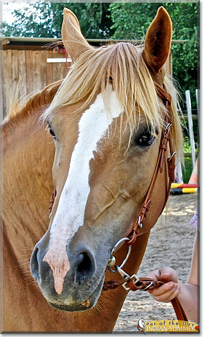 Indian Summer the Quarter Horse, the Pet of the Day