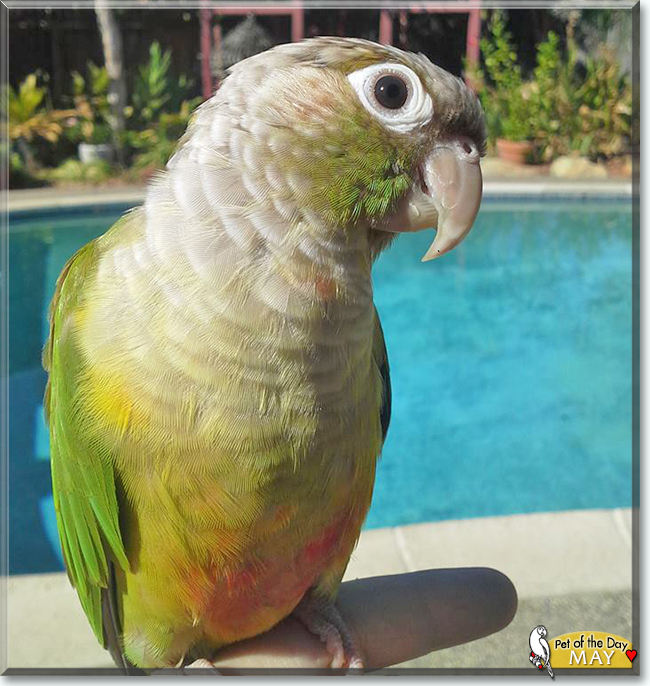 May the Green-cheek Parrot, the Pet of the Day