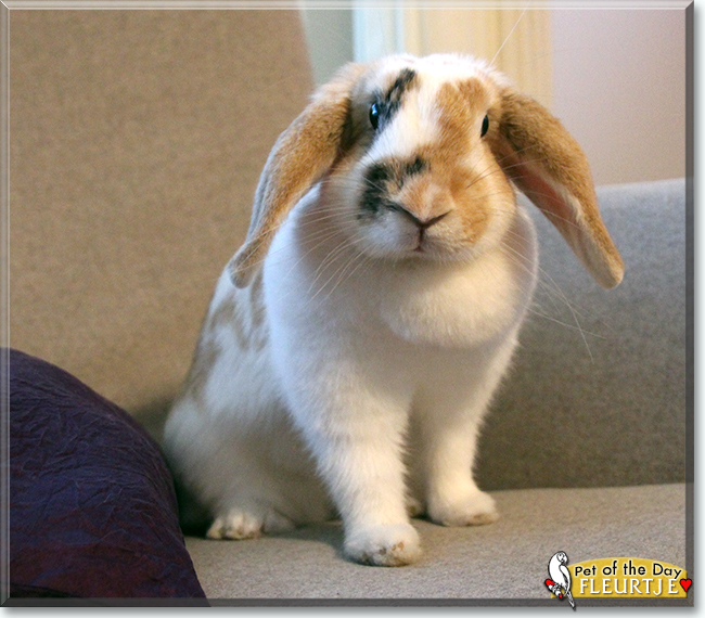 Fleurtje the Lop Rabbit, the Pet of the Day