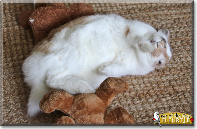 Fleurtje the Lop Rabbit, the Pet of the Day