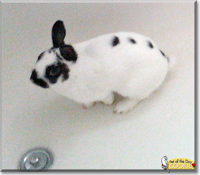 Cookie the Netherland Dwarf Rabbit, the Pet of the Day