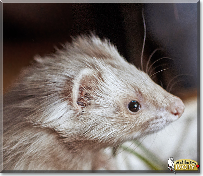 Ivory the Ferret, the Pet of the Day