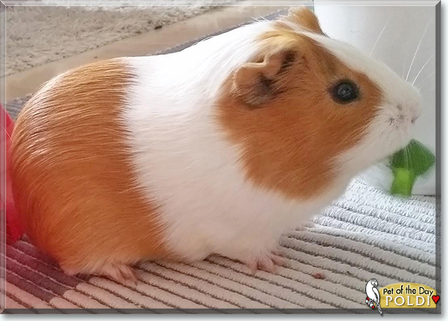 Poldi the Guinea Pig, the Pet of the Day