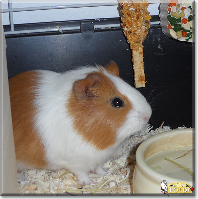 Poldi the Guinea Pig, the Pet of the Day