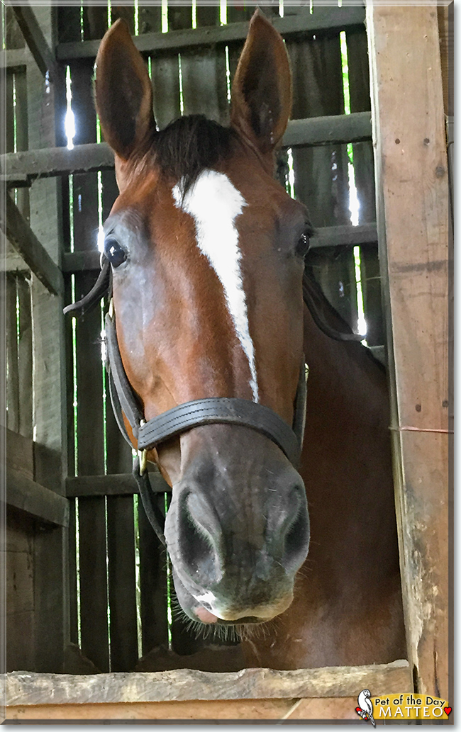 Matteo the Belgian Warmblood, the Pet of the Day