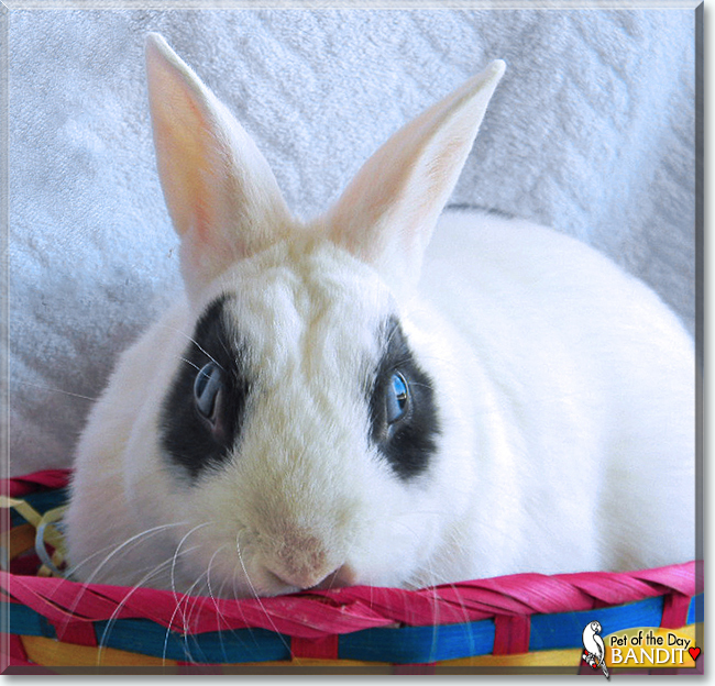 Bandit the Netherland Dwarf, Hotot mix Rabbit, the Pet of the Day