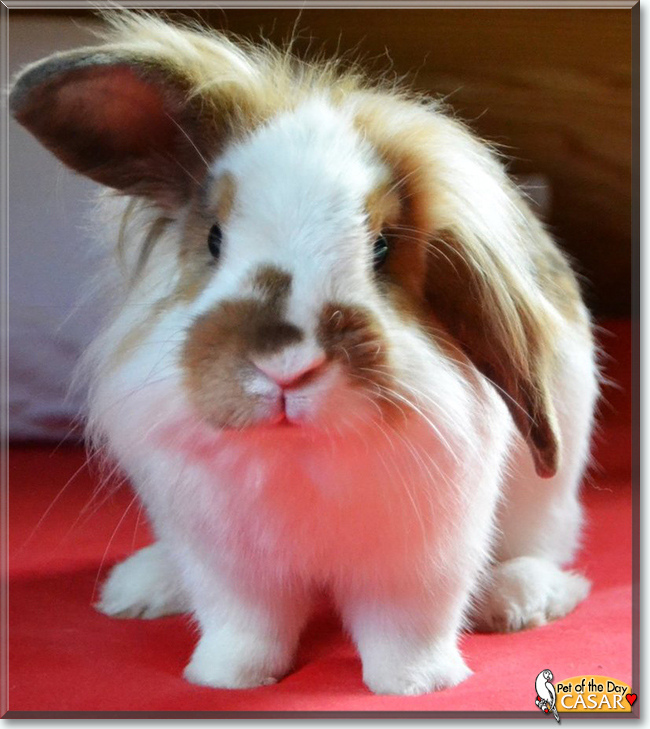 Cäsar the Lop mix Rabbit, the Pet of the Day
