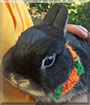 Onyx the Netherland Dwarf Rabbit