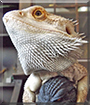 Gojira the Bearded Dragon