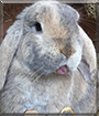 Nibbs the Dwarf Lop Rabbit