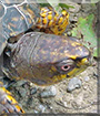 Hyndre the Box Turtle