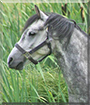 Thunder the Welsh Mountain Pony