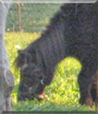 Susi the German Pony