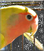 Foof the Peachfaced Lovebird