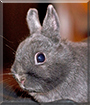 Misaki the American Polish Rabbit
