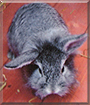 Leo the Lionhead, Chinchilla mix Rabbit