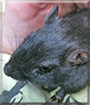 Mars the Gerbil