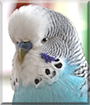 Mini the Budgerigar