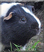Pepe the Guinea Pig