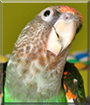 Léa the Grey-headed Parrot