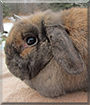 Niomi the Holland Lop Rabbit