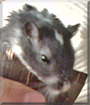 Pearl the Gerbil