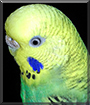 Alexis the Budgerigar