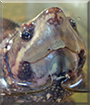 Hairy the Musk Turtle