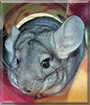 Blueberry the Chinchilla