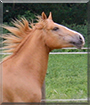 Indian Summer the Quarter Horse