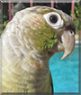 May the Green-cheek Parrot