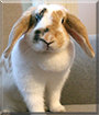 Fleurtje the Lop Rabbit