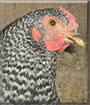 Henny the Dominique Chicken