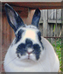 Cookie the Netherland Dwarf Rabbit